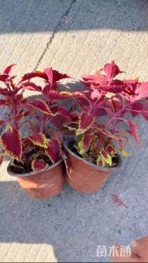 高度20厘米彩叶草