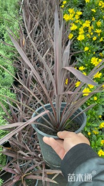 高度20厘米红叶朱蕉