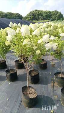 高度60厘米圆锥绣球