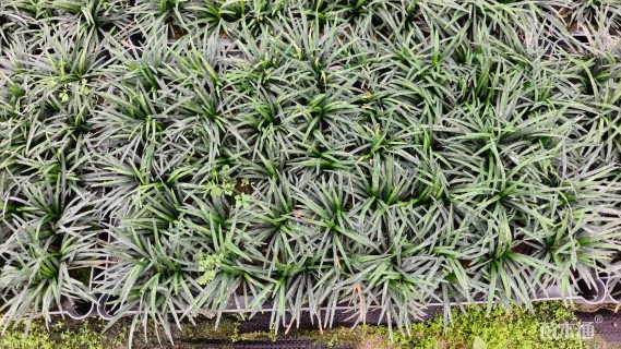 高度15厘米玉龙草