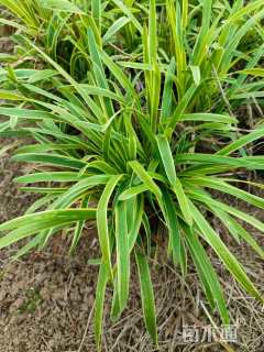 高度30厘米金边麦冬