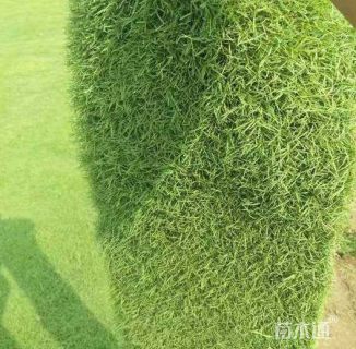 黑麦草