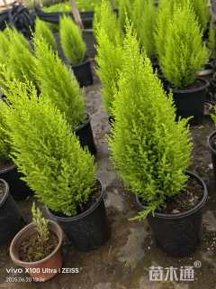 高度40厘米香柏