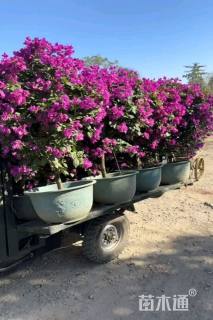 冠幅60厘米三角梅球