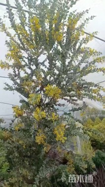 高度50厘米银叶金合欢