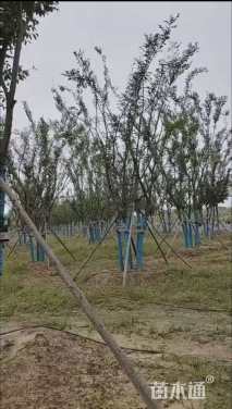 5公分(4杆)丛生朴树