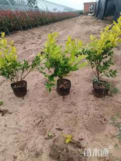 高度35厘米金森女贞