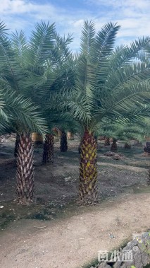 裸干高200厘米银海枣