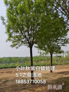 15公分秋紫白蜡