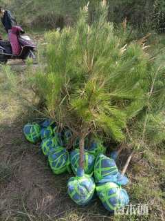 高度450厘米油松
