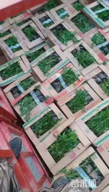 高度20厘米波斯菊
