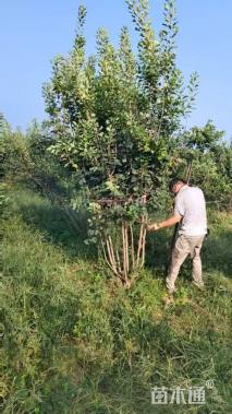 高度150厘米丛生黄栌