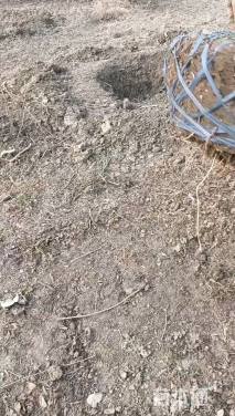 高度450厘米丛生紫薇