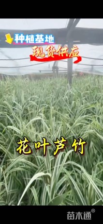 高度20厘米花叶芦竹
