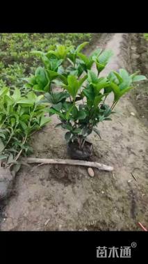 高度40厘米佛顶珠