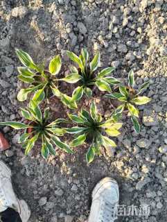 高度15厘米金边玉簪