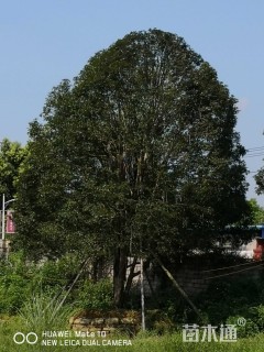 35公分桂花