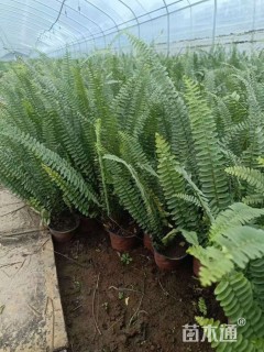 高度50厘米肾蕨