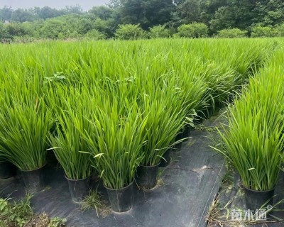 高度40厘米火星花