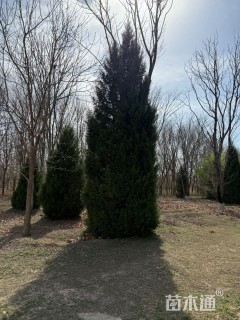 高度600厘米蜀桧柏