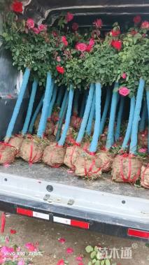 3公分高杆树状月季