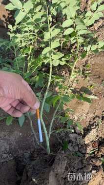 高度80厘米四季玫瑰