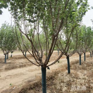 12公分日本晚樱