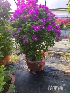 高度40厘米三角梅