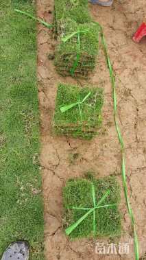 草块状草皮