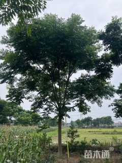 17公分栾树