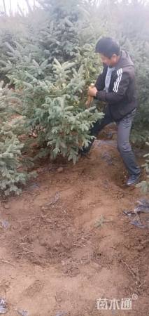 高度180厘米云杉