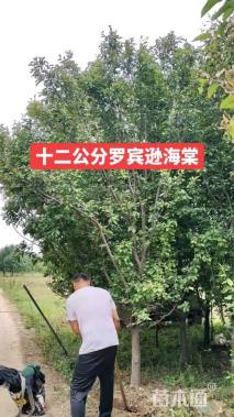 高度200厘米罗宾逊海棠