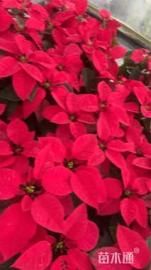 高度50厘米一品红