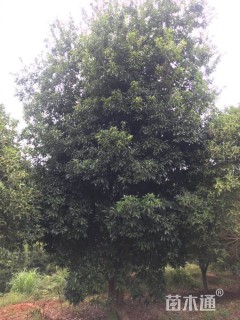 木荷