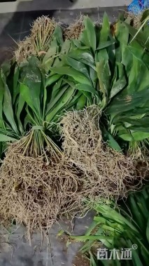 高度70厘米一叶兰