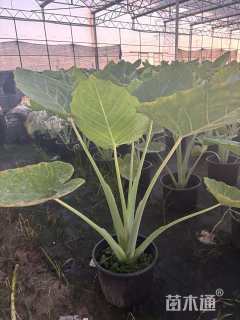 高度60厘米观音芋