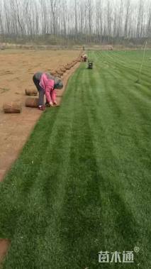 草毯状百慕大草