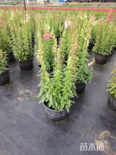 高度30厘米金鱼草