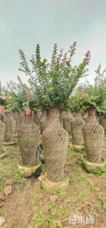 25公分紫薇花瓶