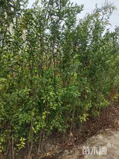 高度150厘米红桔小苗