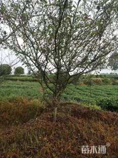 11公分垂丝海棠