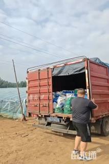 高度30厘米驳骨丹