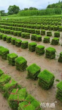 草块状马尼拉草