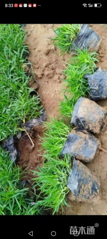 高度20厘米欧石竹