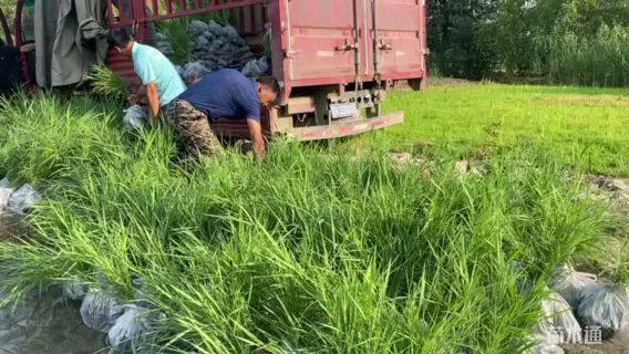 高度10厘米大薸