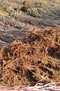 高度50厘米银杏小苗