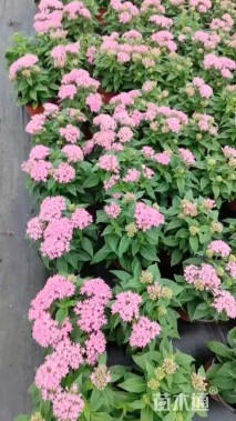 高度30厘米五星花