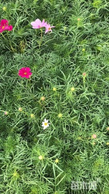 高度20厘米波斯菊