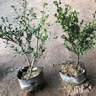 高度40厘米龟甲冬青