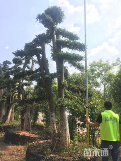 造型榆树